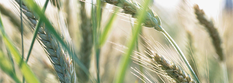 The long road from farm to bakery